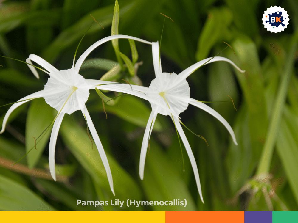 Pampas Lily (Hymenocallis) Pampas Lily (Hymenocallis)