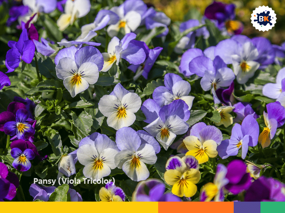Pansy (Viola Tricolor) Pansy (Viola Tricolor)