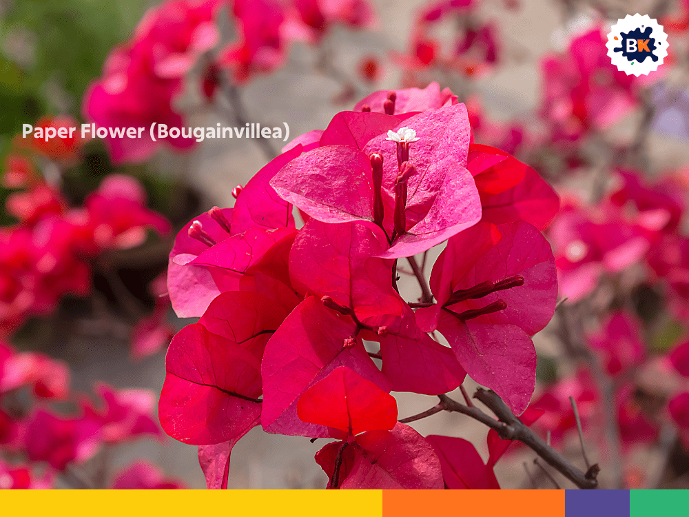 Paper Flower (Bougainvillea) Paper Flower (Bougainvillea)