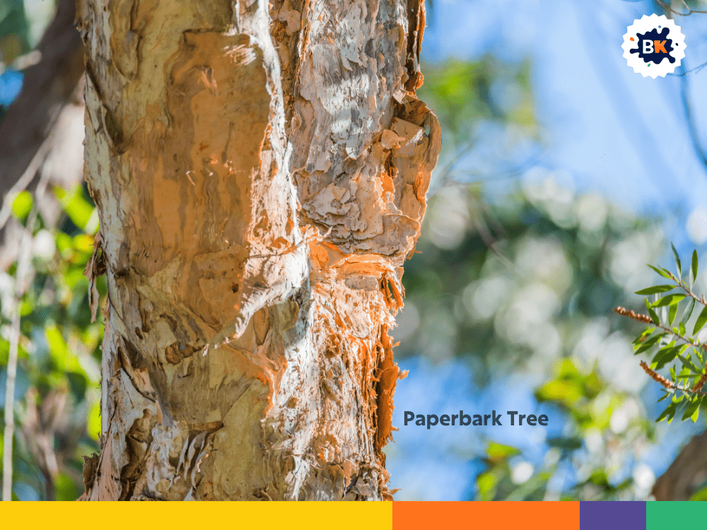 Paperbark Tree Paperbark Tree