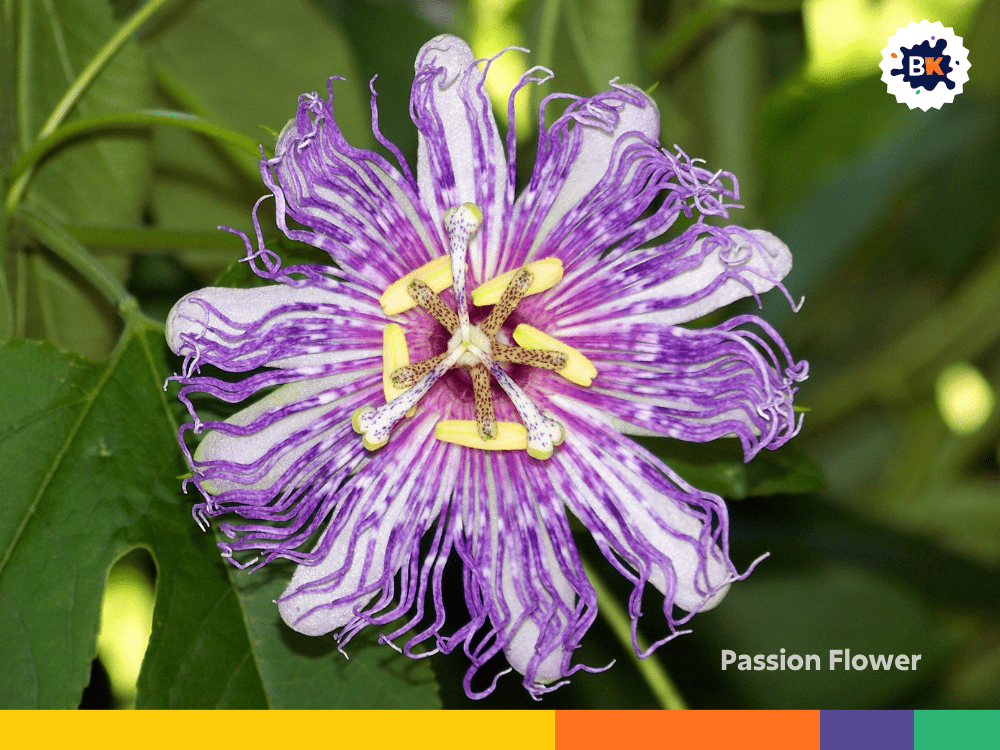 Passion Flower Passion Flower