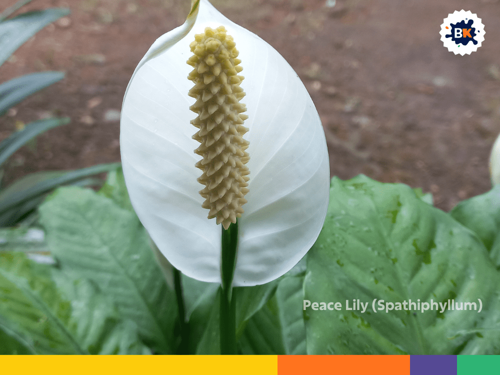 Peace Lily (Spathiphyllum) Peace Lily (Spathiphyllum)