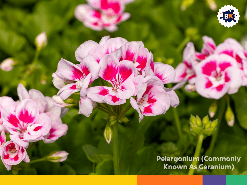 Pelargonium (Commonly Known As Geranium) Pelargonium (Commonly Known As Geranium)
