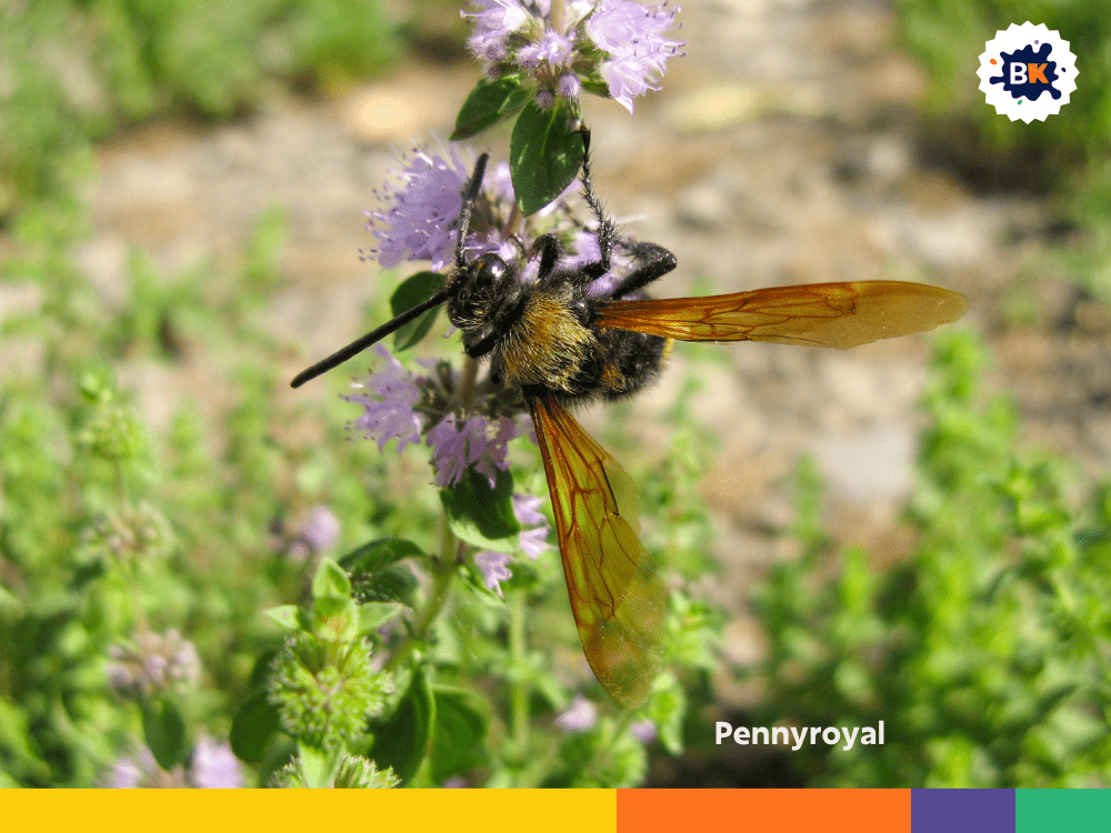 Pennyroyal Pennyroyal