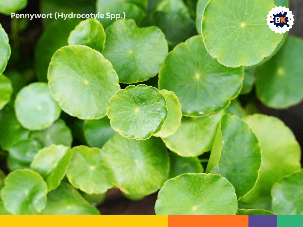Pennywort (Hydrocotyle Spp.) Pennywort (Hydrocotyle Spp.)