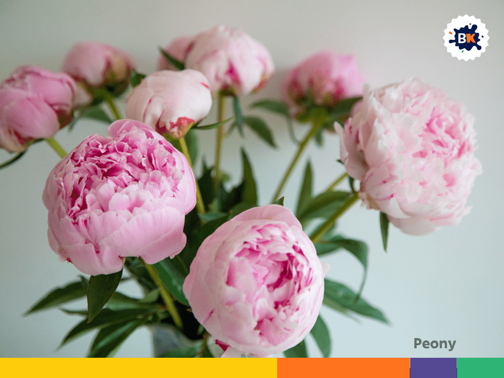 Peony Peony