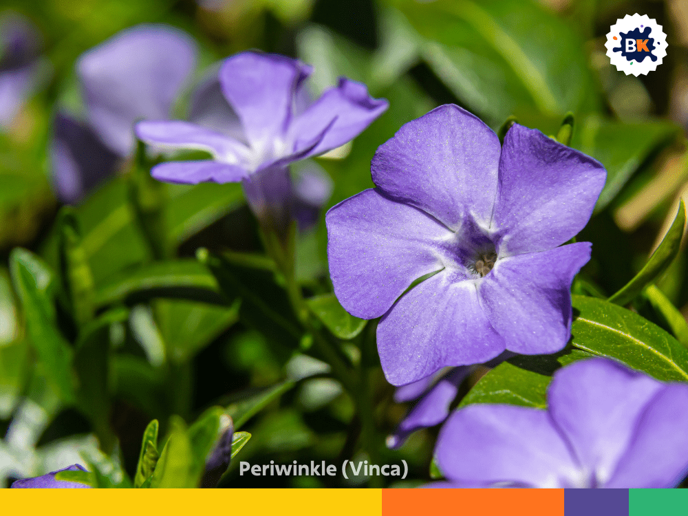 Periwinkle (Vinca) Periwinkle (Vinca)