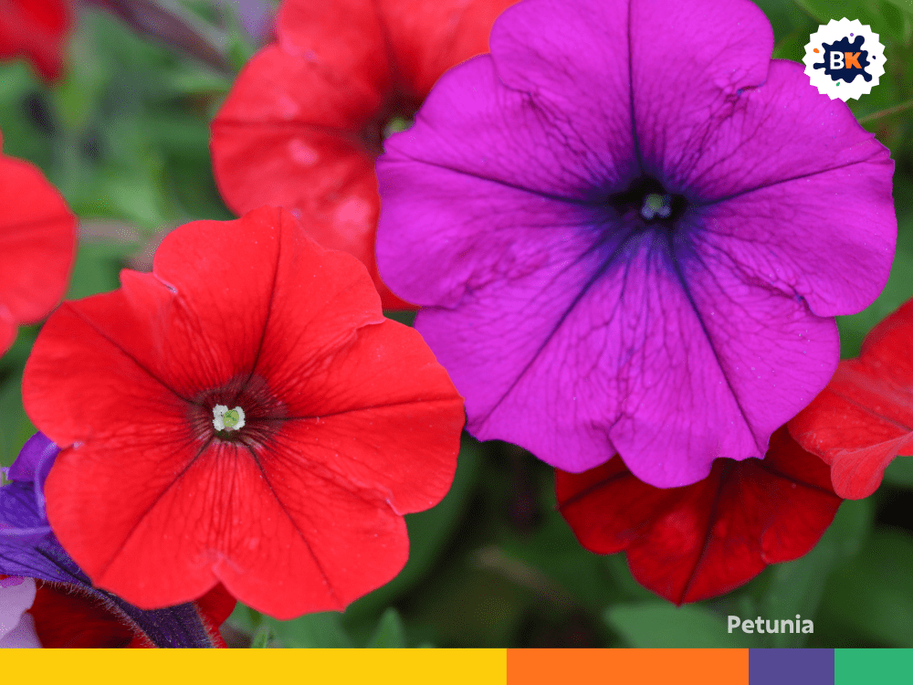 Petunia Petunia