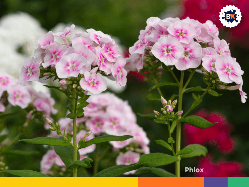 Phlox Phlox