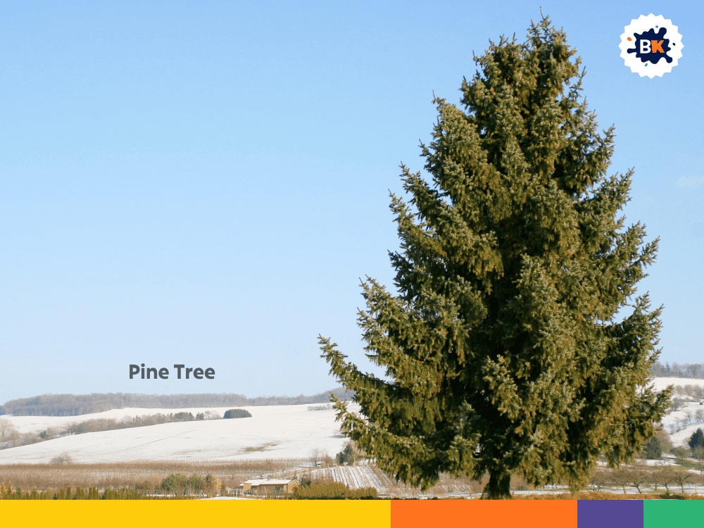 Pine Tree Pine Tree