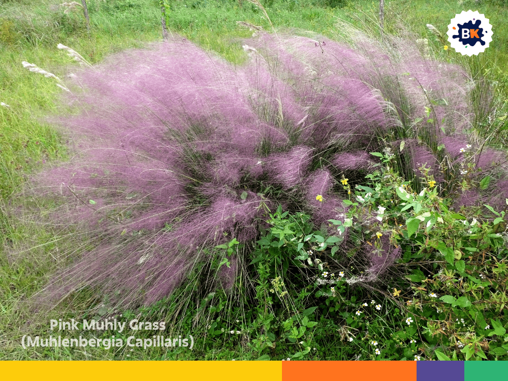 Pink Muhly Grass (Muhlenbergia Capillaris) Pink Muhly Grass (Muhlenbergia Capillaris)