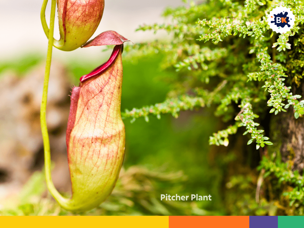 Pitcher Plant Pitcher Plant