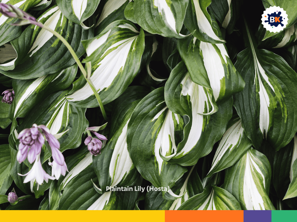 Plaintain Lily (Hosta) Plaintain Lily (Hosta)