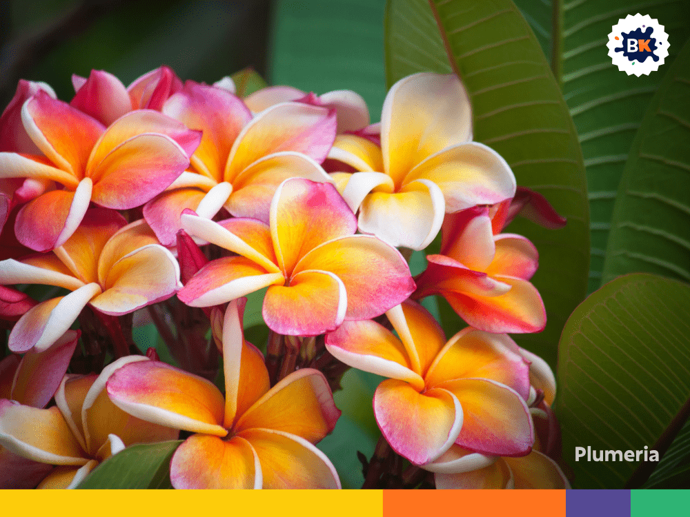 Plumeria Plumeria