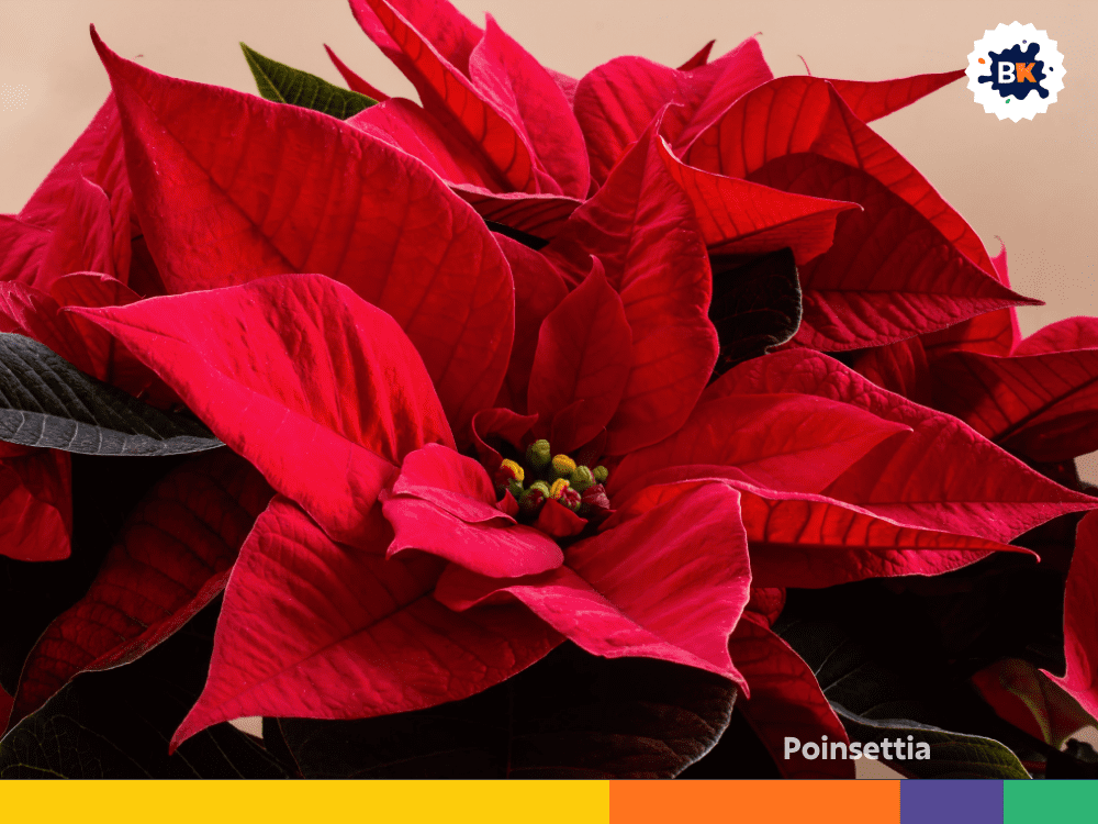 Poinsettia Poinsettia