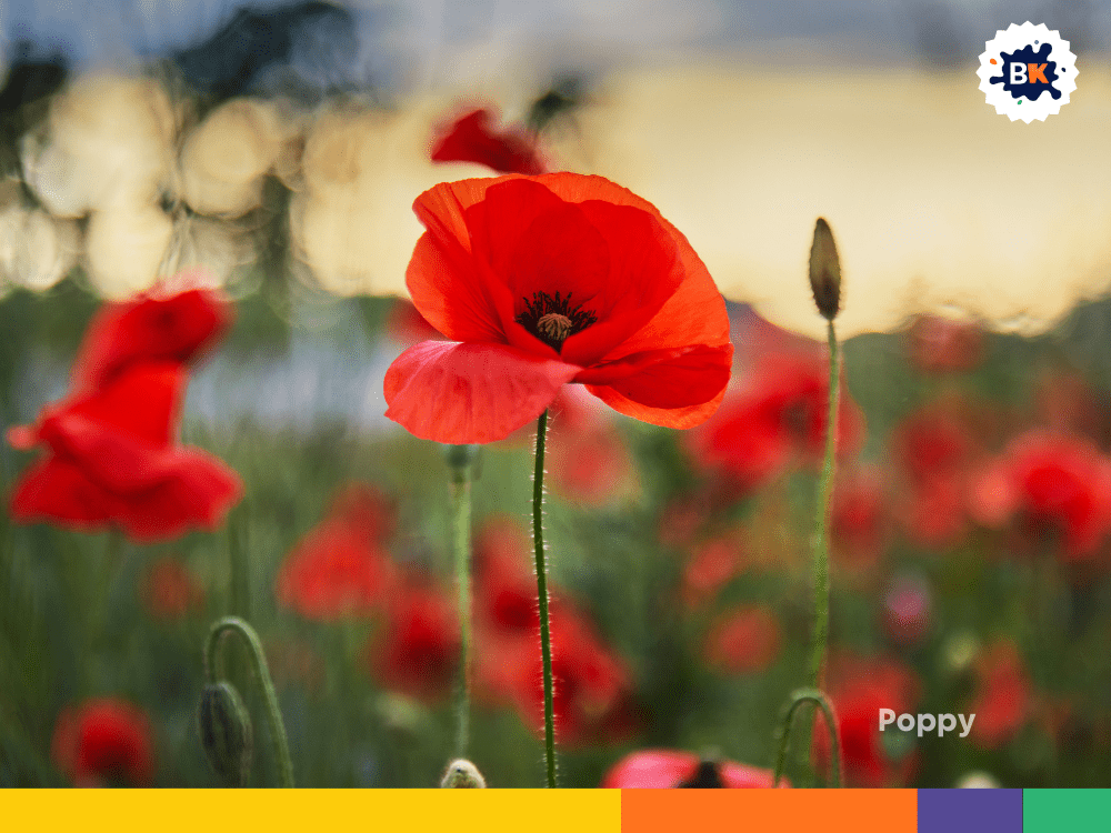 Poppy Poppy