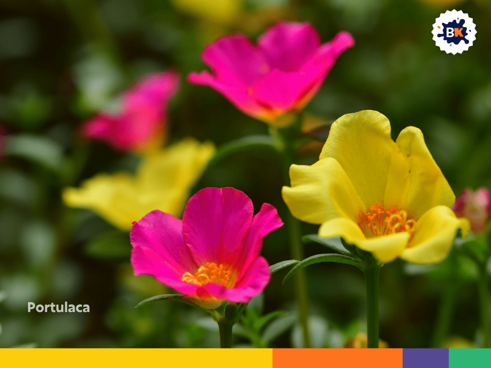 Portulaca Portulaca