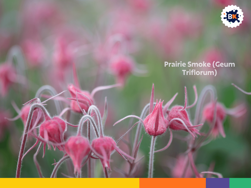 Prairie Smoke (Geum Triflorum) Prairie Smoke (Geum Triflorum)
