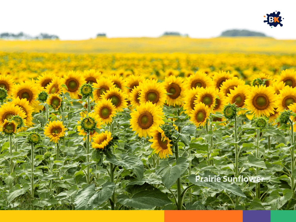 Prairie Sunflower Prairie Sunflower