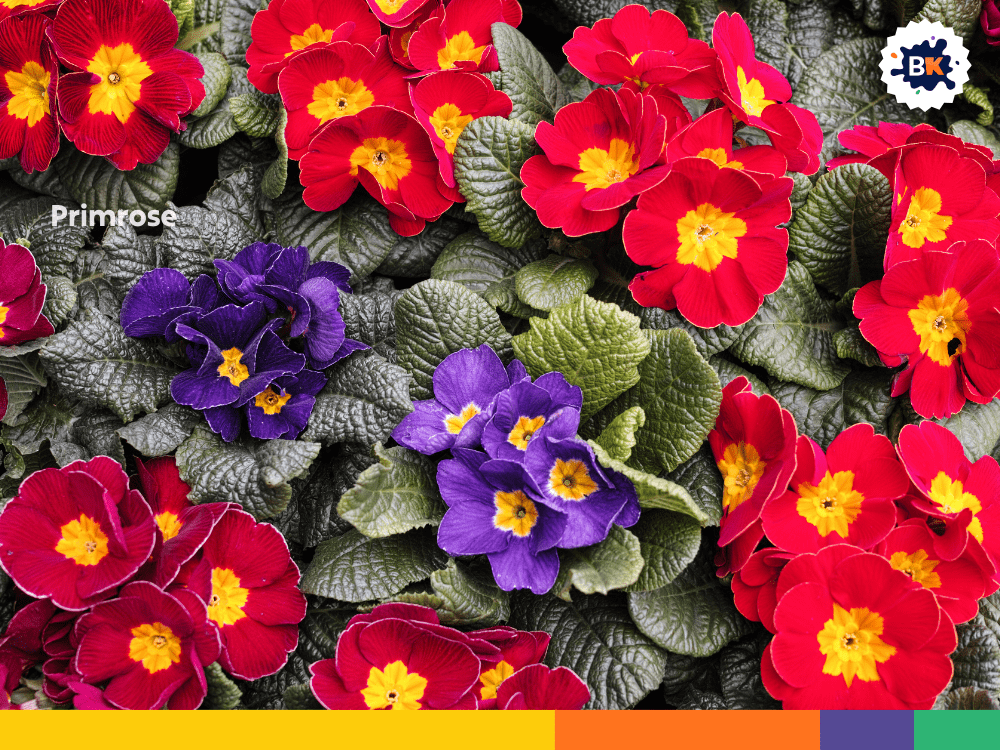 Primrose Primrose