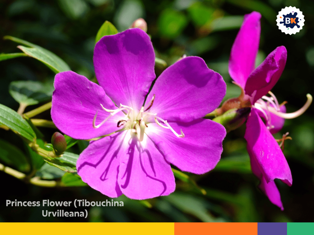 Princess Flower (Tibouchina Urvilleana) Princess Flower (Tibouchina Urvilleana)