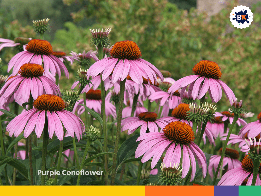 Purple Coneflower Purple Coneflower