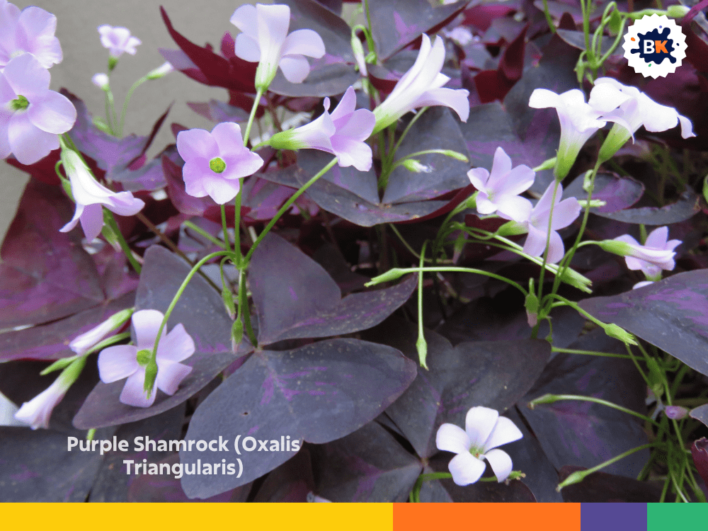 Purple Shamrock (Oxalis Triangularis) Purple Shamrock (Oxalis Triangularis)