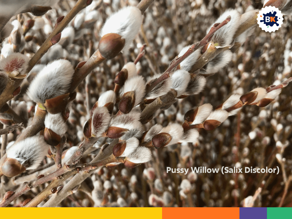 Pussy Willow (Salix Discolor) Pussy Willow (Salix Discolor)