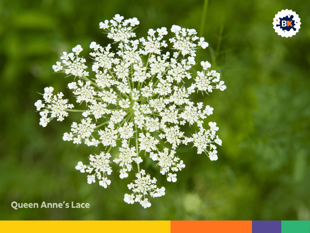 Queen Anne’s Lace Queen Anne’s Lace