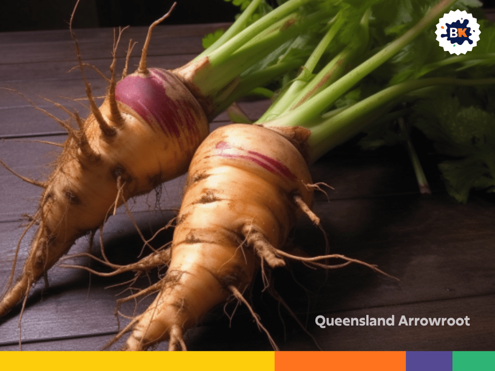 Queensland Arrowroot Queensland Arrowroot