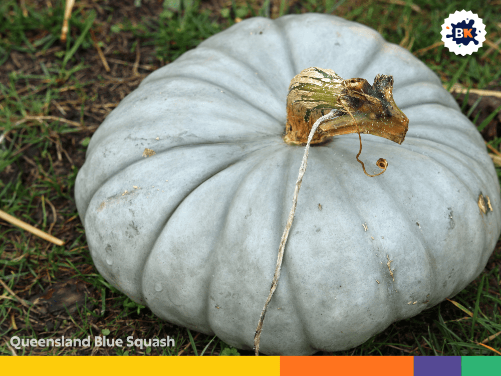 Queensland Blue Squash Queensland Blue Squash