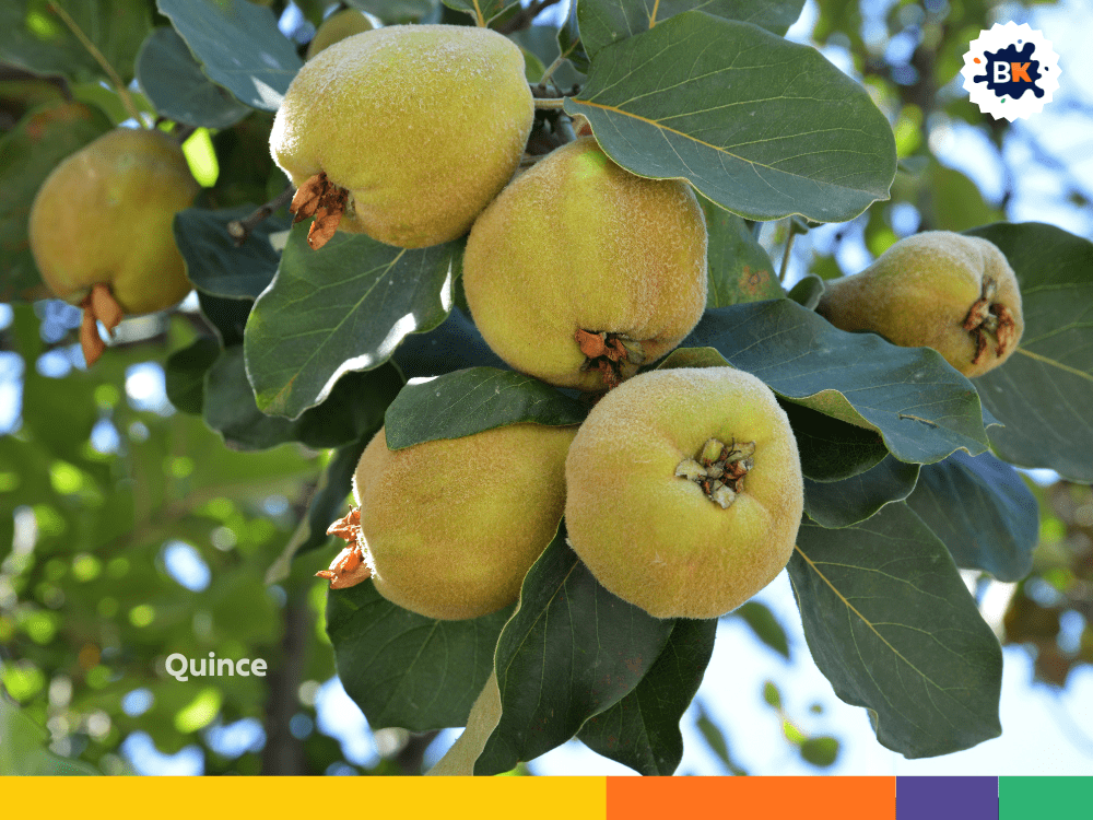 Quince Quince
