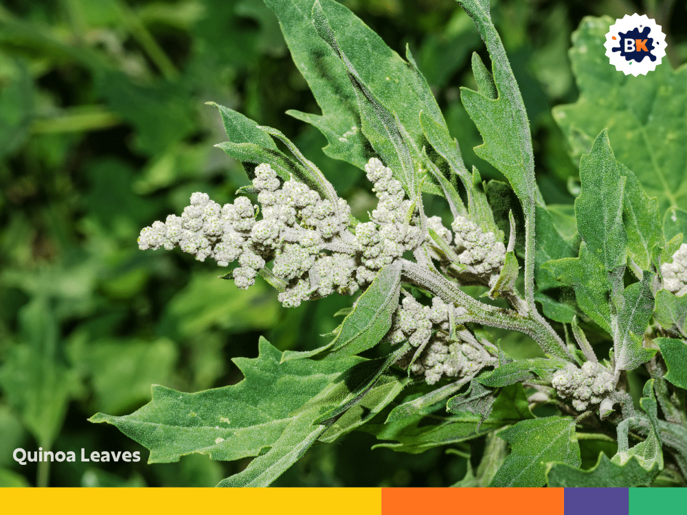 Quinoa Leaves Quinoa Leaves