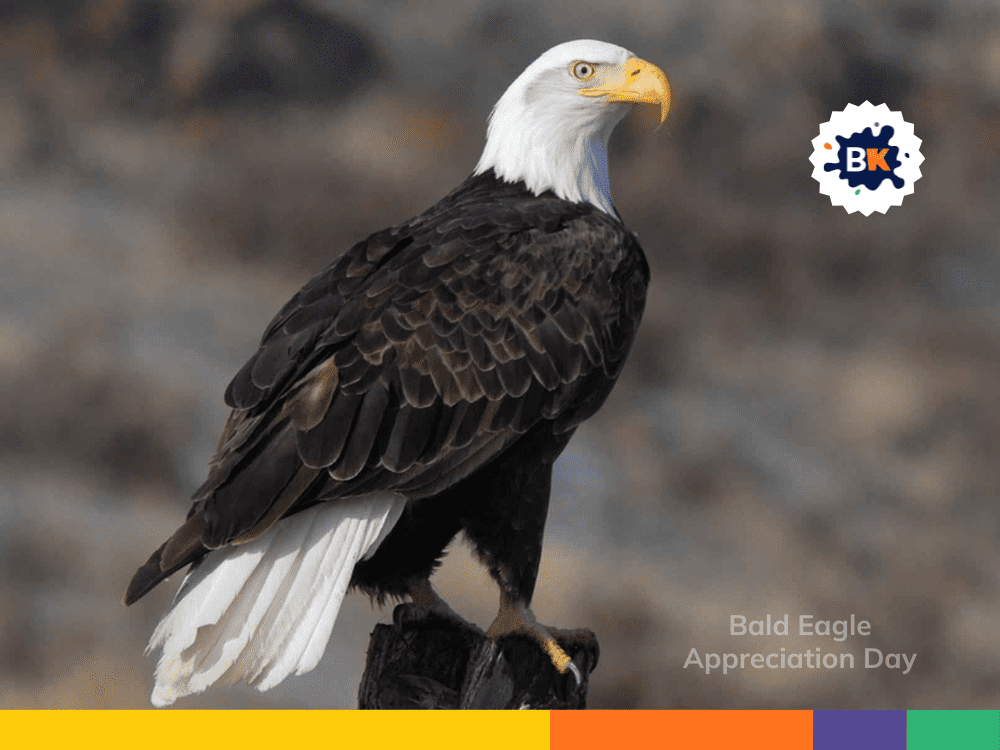 Bald Eagle Appreciation Day Bald Eagle Appreciation Day