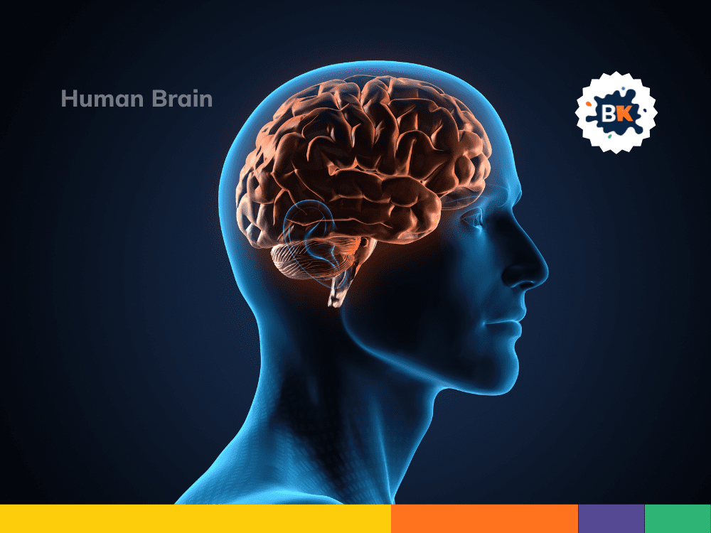 Human Brain Is The Most Complex Structure Human Brain Is The Most Complex Structure