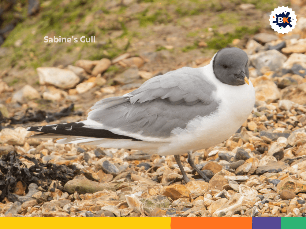 Sabine’s Gull Sabine’s Gull