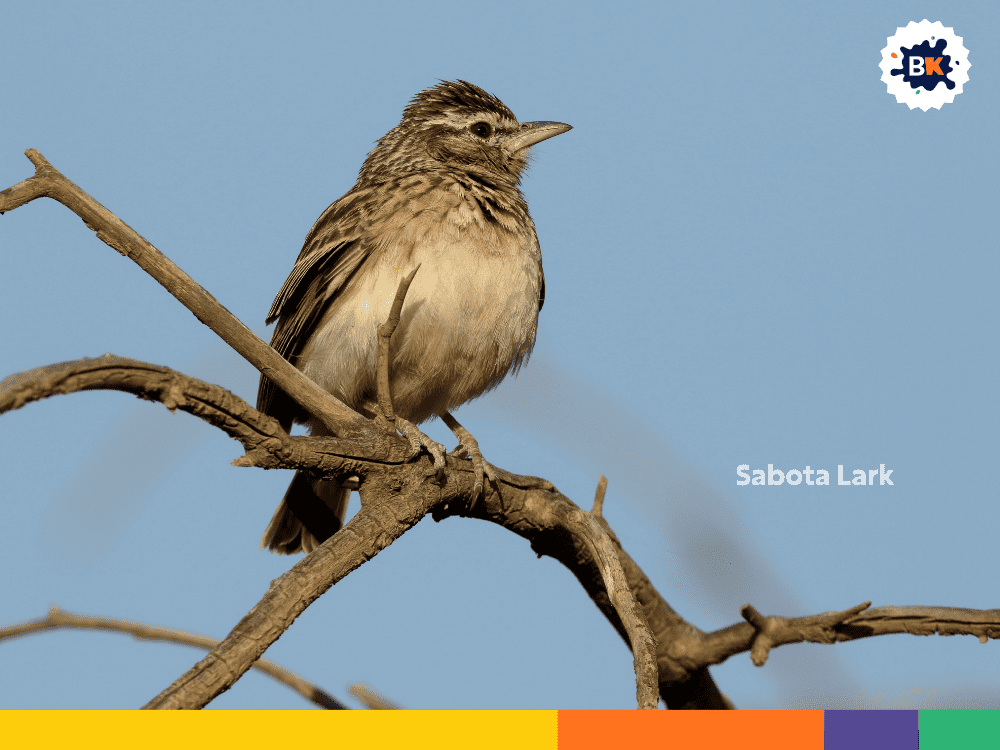 Sabota Lark Sabota Lark