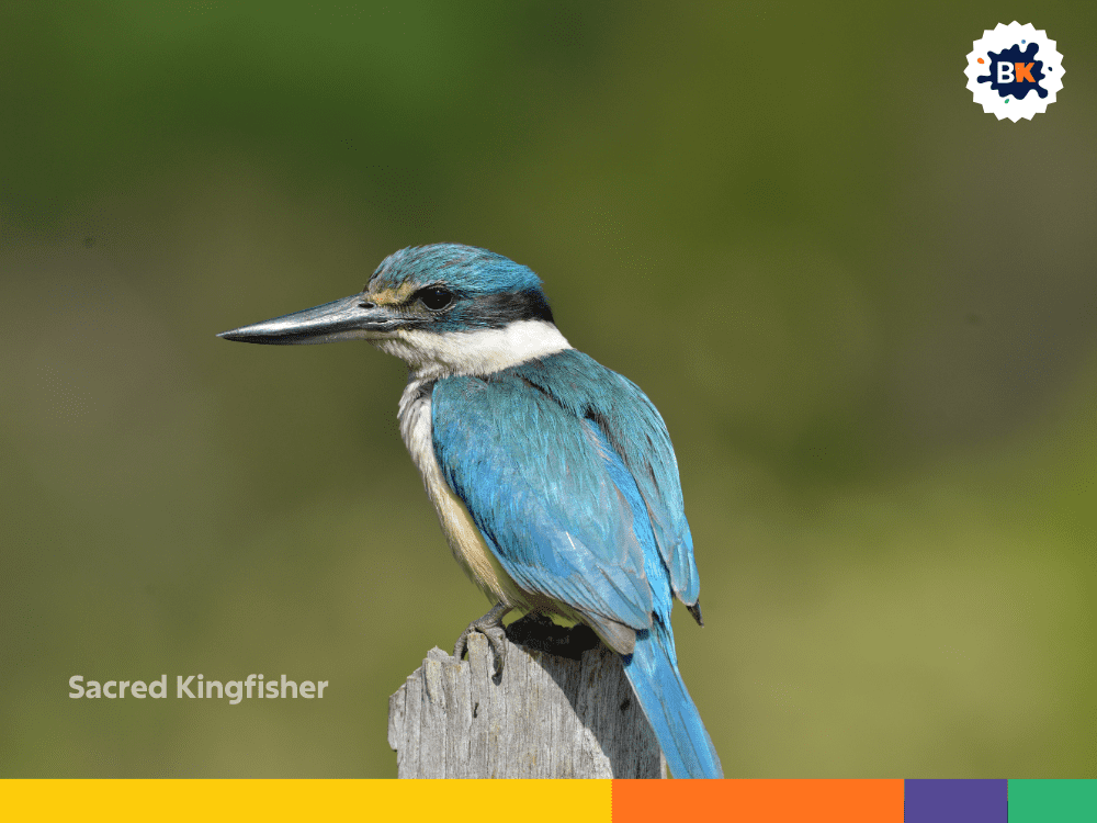 Sacred Kingfisher Sacred Kingfisher