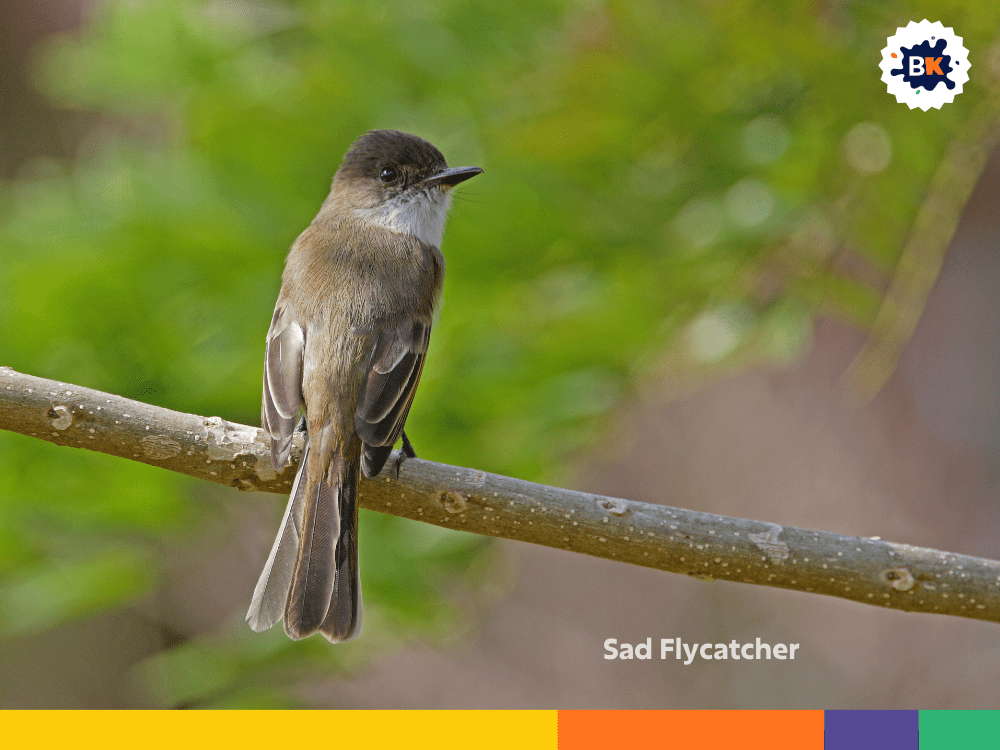 Sad Flycatcher Sad Flycatcher