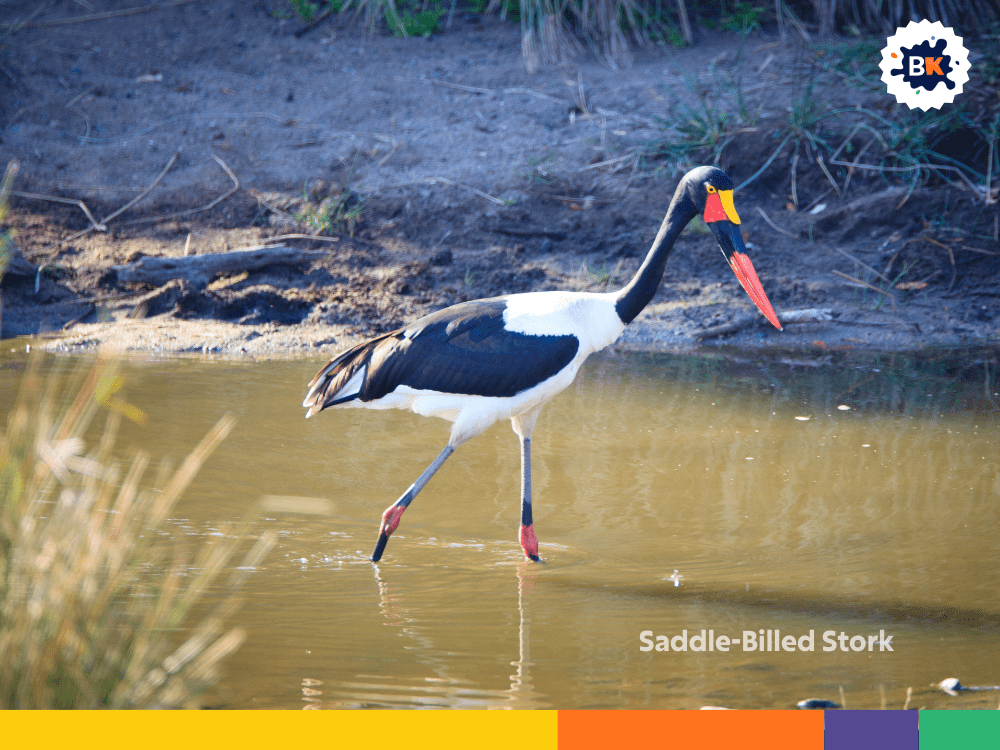 Saddle-Billed Stork Saddle-Billed Stork
