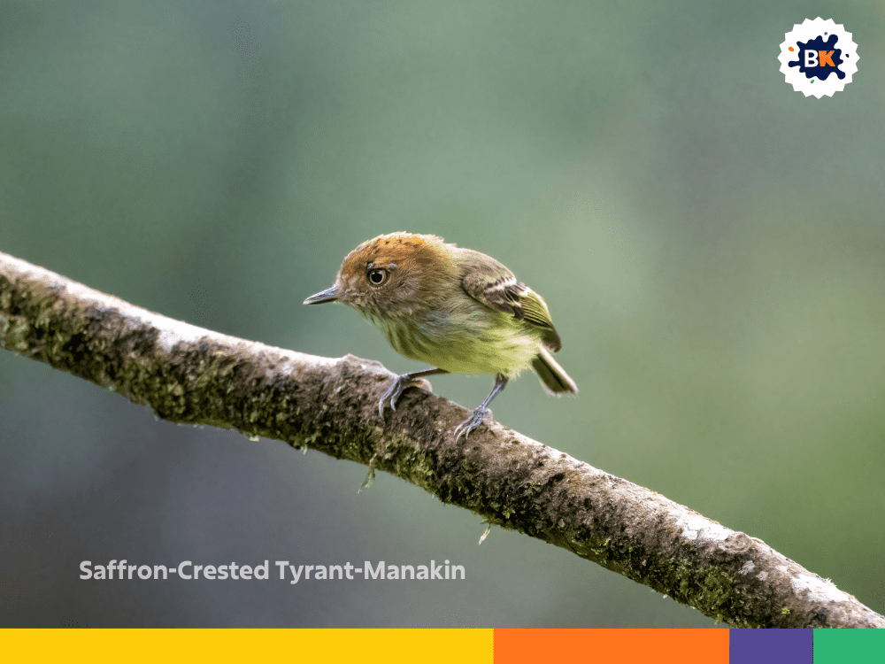 Saffron-Crested Tyrant-Manakin Saffron-Crested Tyrant-Manakin