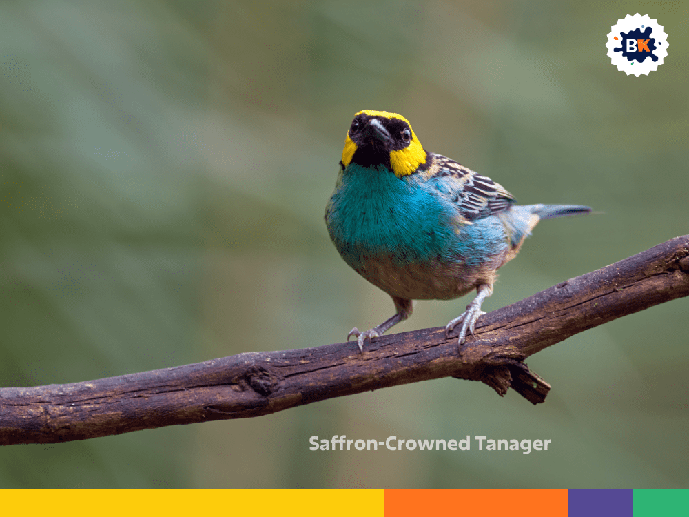 Saffron-Crowned Tanager Saffron-Crowned Tanager
