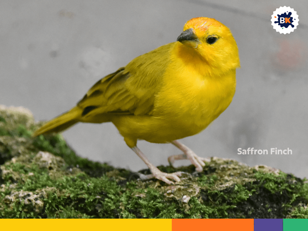 Saffron Finch Saffron Finch
