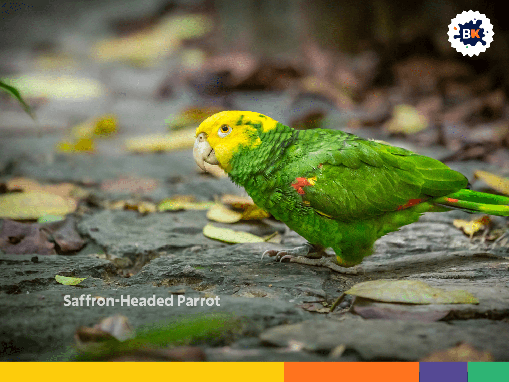 Saffron-Headed Parrot Saffron-Headed Parrot