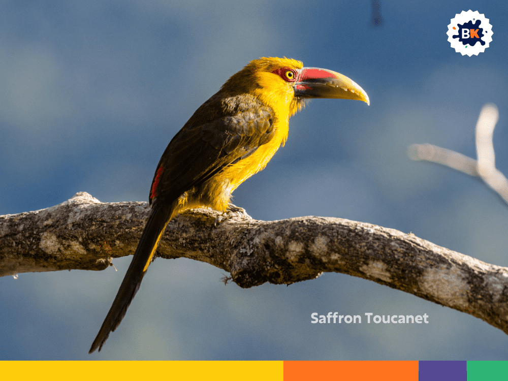 Saffron Toucanet Saffron Toucanet