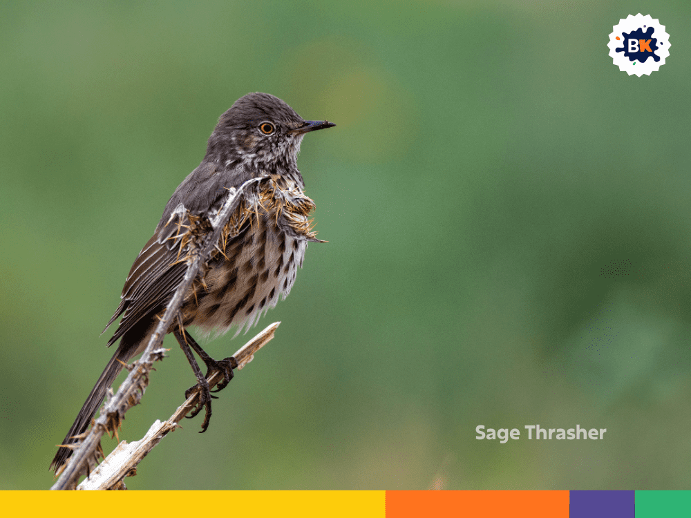 Sage Thrasher Sage Thrasher