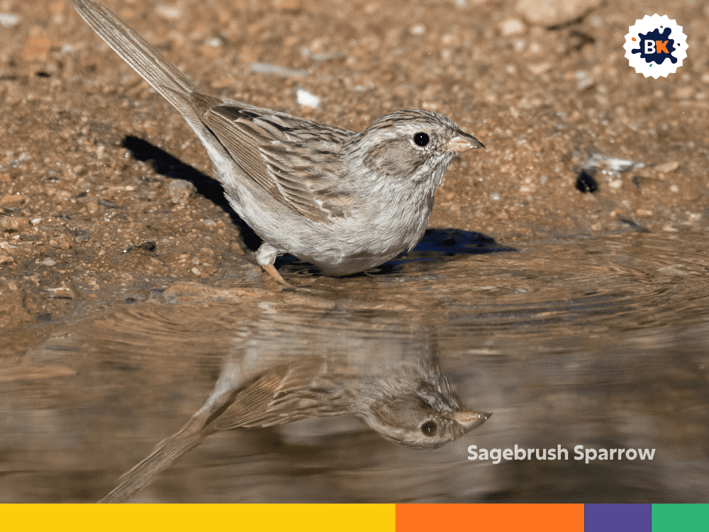 Sagebrush Sparrow Sagebrush Sparrow