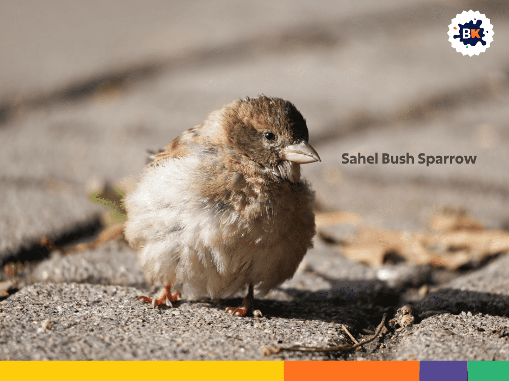 Sahel Bush Sparrow Sahel Bush Sparrow