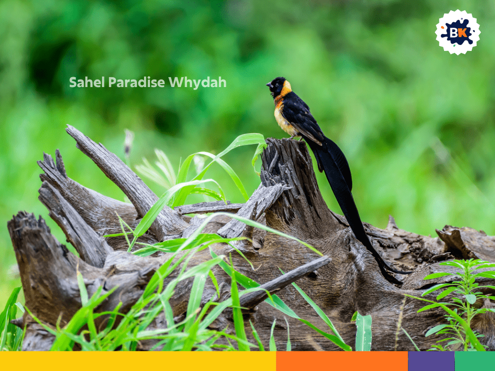 Sahel Paradise Whydah Sahel Paradise Whydah