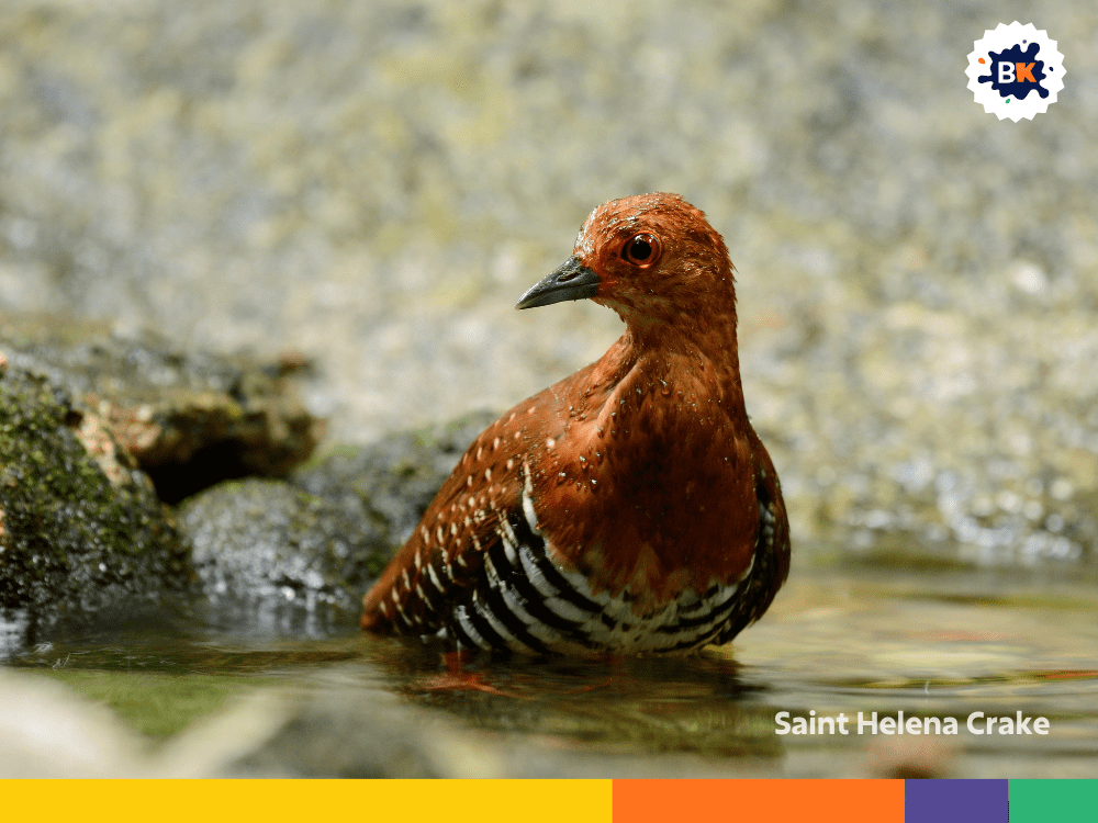 Saint Helena Crake Saint Helena Crake